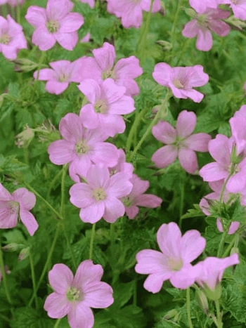 Герань Эндерса Wargrave Pink