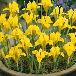 Ирис сетчатый Danfordiae