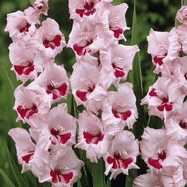 Гладиолус Wine and Roses