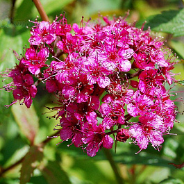 Спирея японская Кантри Ред