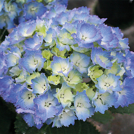 Гортензия крупнолистовая Кокин Блю