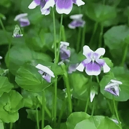 Виола ежевичная