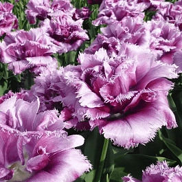 Тюльпан Matchpoint