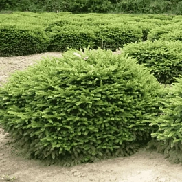 Ель обыкновенная Nidiformis