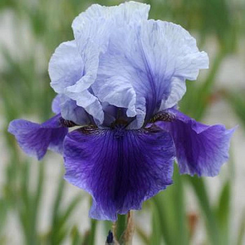 Ирис бородатый Блашес Ирис бородатый Блашес