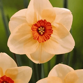 Нарцисс Altruist