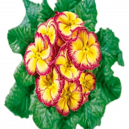 Примула Hethor Carnival