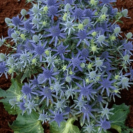 Синеголовник плосколистный Blue Hobbit