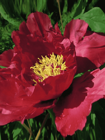 Пион древовидный Red Shandong Lotus