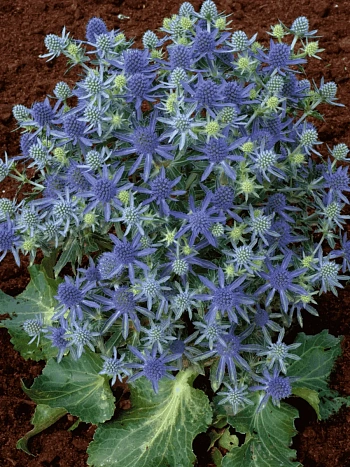 Синеголовник плосколистный Blue Hobbit