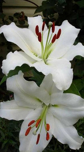 Лилия восточная Сайберия