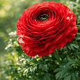 Лютик Азиатский  Red