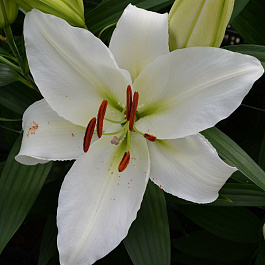 Лилия восточная Астериан НАБОР 2ШТ (2+2)