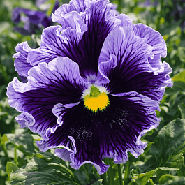 Виола RUFFLES Purple