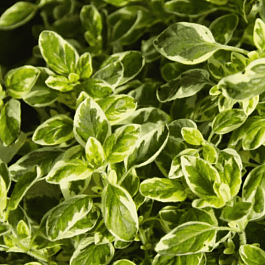 Душица обыкновенная Variegata