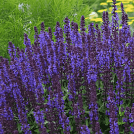 Шалфей дубравный New Dimension Blue