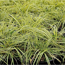 Осока охименская Эвеголд