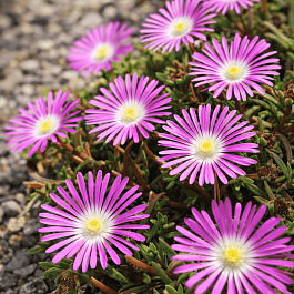 Делосперма обильноцветущая Starburst