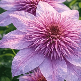 Клематис Empress