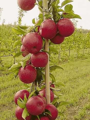 Яблоня Колоновидная Джин