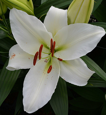 Лилия восточная Астериан НАБОР 2ШТ (2+2)