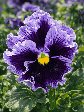 Виола RUFFLES Purple