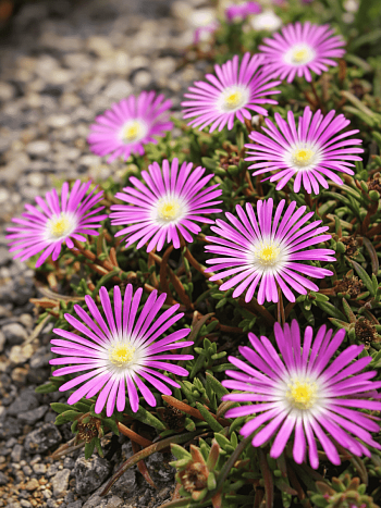 Делосперма обильноцветущая Starburst