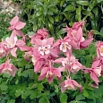 Аквилегия вееровидная Spring Magic Rose And White