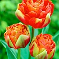 Тюльпан Махровый Princess Unique