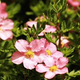 Лапчатка кустарниковая Glamour Girl