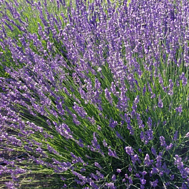 Лаванда узколистная Феноменал Лаванда узколистная Феноменал