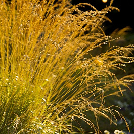 Молиния тростниковая Скайрэйсер