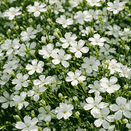 Гвоздика травянка  Albus