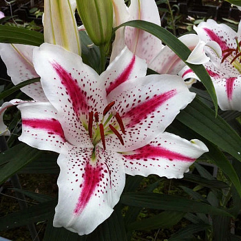 Лилия восточная Спектатор