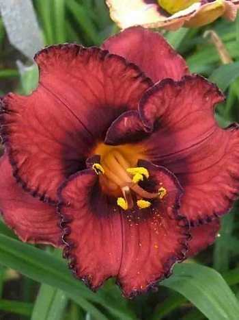 Лилейник Berrylicious