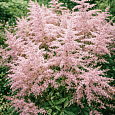 Астильба простолистная Sprite