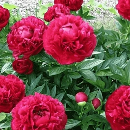 Пион Молочноцветковый Henry Bockstoce