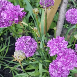 Армерия ложноармерия Ballerina Purple