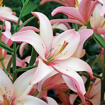 Лилия азиатская Изи Вальс НАБОР 2ШТ (2+2)