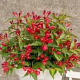 Вейгела гибридная All Summer Red