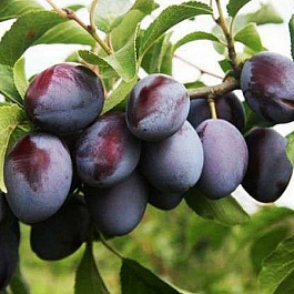 Слива Синяя птица