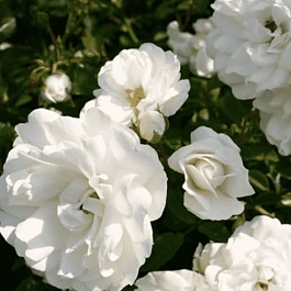 Роза почвопокровная Swany