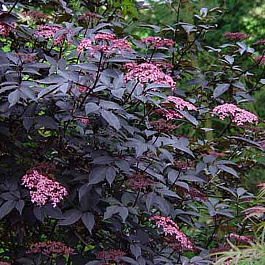 Бузина черная Блэк Бьюти