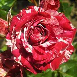 Роза спрей Арроу Фолиес Роза спрей Арроу Фолиес