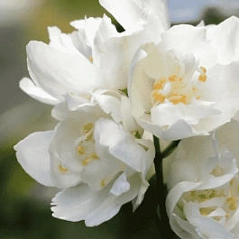 Чубушник Лемуана Dame Blanche