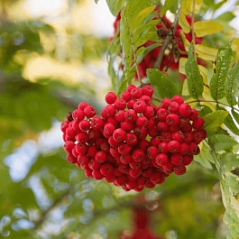 Рябина сладкоплодная Сказочная