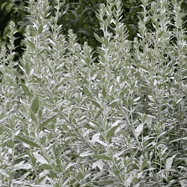 Полынь людовика Silver Queen