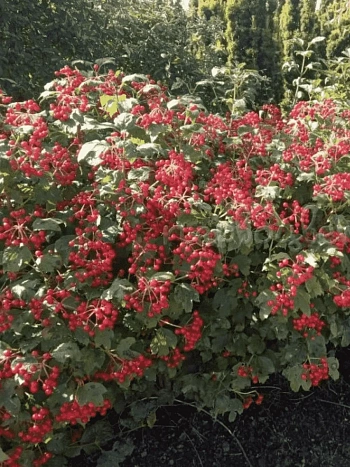 Калина съедобная Nanum