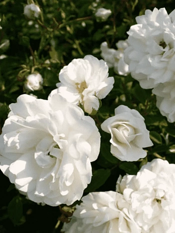 Роза почвопокровная Swany