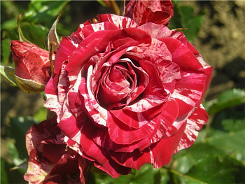 Роза спрей Арроу Фолиес